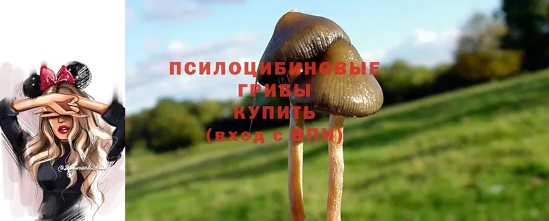 mega зеркало  дарк нет как зайти  Псилоцибиновые грибы Psilocybine cubensis  наркотики  Кизляр 